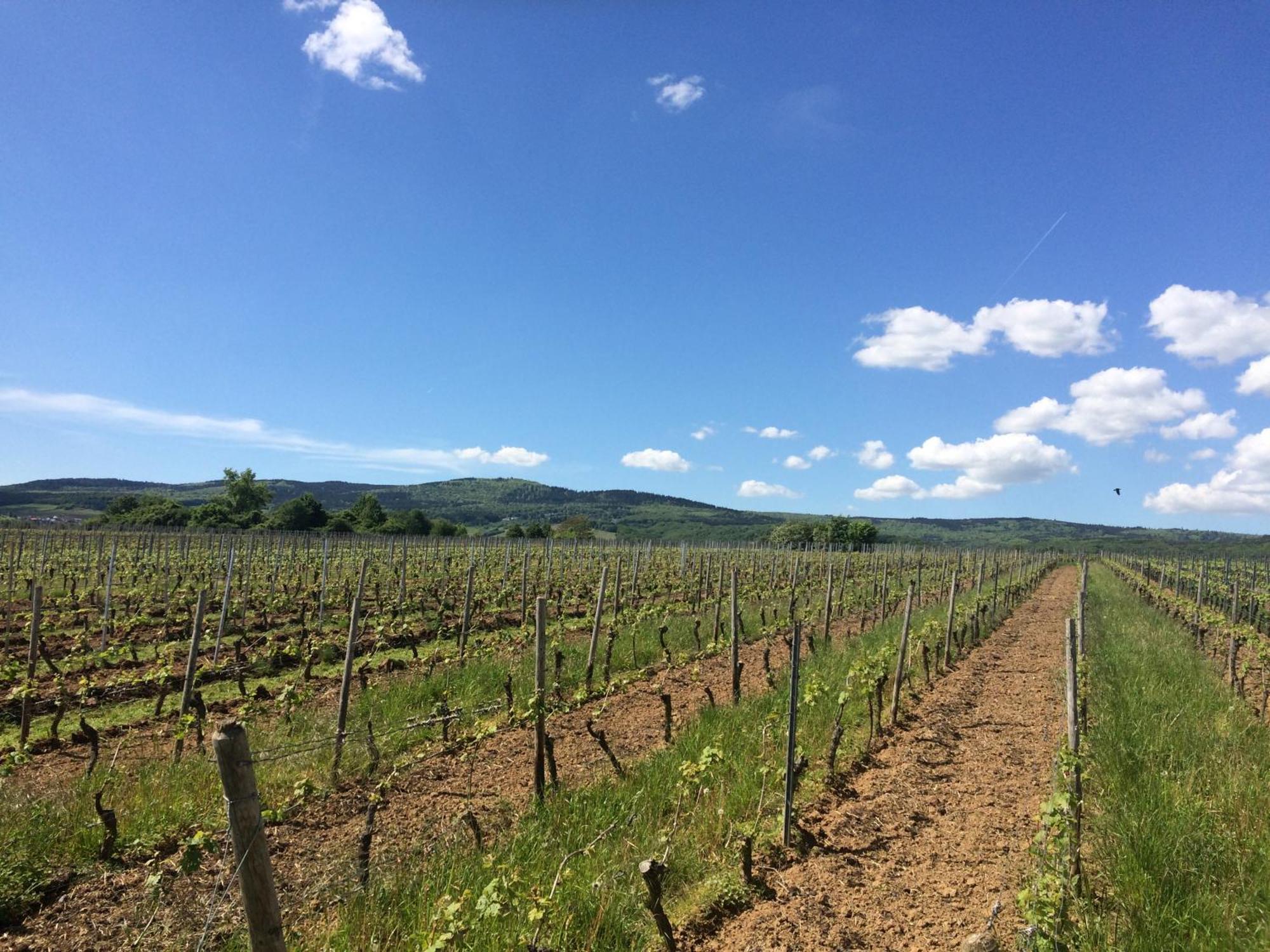 Weingut Hans Bausch Hattenheim Exterior foto